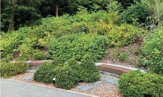 Curved bench and landscaped shrubs along a garden pathway at Singapore Botanic Gardens.